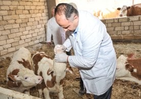 En Uzbekistán se ha reforzado aún más el sistema de lucha