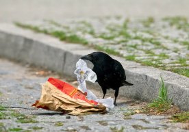 Shvetsiyada qarg‘alarga «farroshlik»ni o‘rgatishmoqchi фото