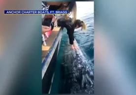 Калифорниялик сайёҳлар қандай қилиб китни силаётганини