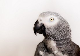 Сўконғич тўтилар қаёққа йўқолди? фото
