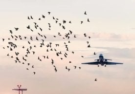 Иркутскдан Тошкент йўналишига парвоз қилаётган “Ural