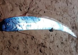 Тасмания шимоли-ғарбида австралиялик қирғоқдан улкан