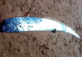 Тасмания шимоли-ғарбида австралиялик қирғоқдан улкан