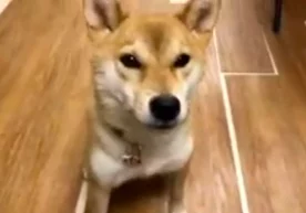 Twitter ижтимоий тармоғида ўз итини гапиришга ўргатаётган