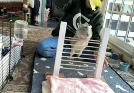 Сан-Францисколик денгиз чўчқаси Кора ўзининг спорт