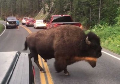 Erkak yo‘lning o‘rtasida bizon bilan korrido musobaqasini o‘tkazdi (Video) фото