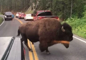 Инсон ҳамда йиртқич ҳайвоннинг учрашуви акс этган видео