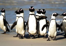 Африканинг жанубий қирғоқларида 60 мингдан ортиқ пингвин