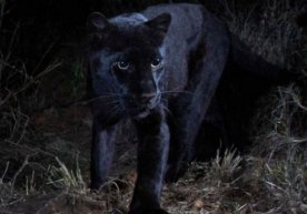 Afrikada yuz yil ichida ilk bor noyob qora leopard suratga olindi фото