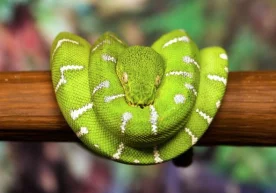 Фото: «Trendexmexico.com» Ўзини ўзи ямламай ютишга уринган