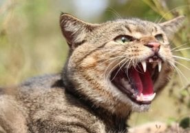 Янги Зеландияда 2050 йилгача ёввойи мушукларни бутунлай