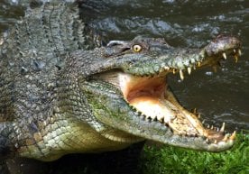 Замбияда филлардан қочаётган эркак фожиали ҳодисага дуч