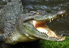 Замбияда филлардан қочаётган эркак фожиали ҳодисага дуч