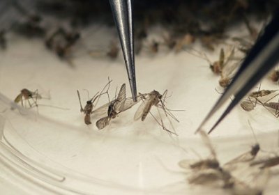 Zika virusiga qarshi yana bir vaksina ishlab chiqildi фото