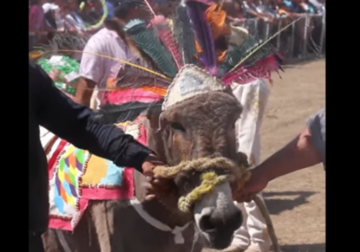 Мексикада эшаклар фестивали бўлиб ўтди (видео) фото