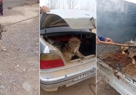 Қашқадарёда одамлар тутиб олган бўри ўлдирилгани айтилганди, масъуллар айтишича бўри қочиб кетган фото