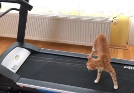 TikTok ижтимоий тармоғида Оливер исмли мушукнинг видеоси