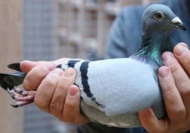 Belgiyada kabutar rekord narxga sotildi фото