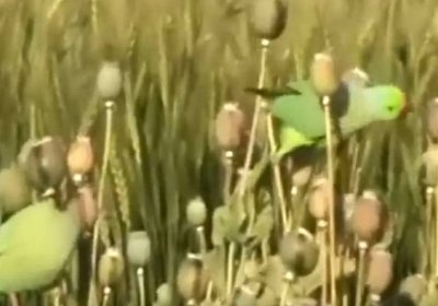Ҳиндистонлик фермерлар ҳосилни еб қўяётган тўтиқушлардан шикоят қилмоқда (видео) фото