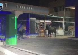 Тошкент шаҳрида кушхонадан қочиб, одамларга ташланган буқа