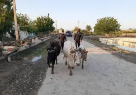 Фото: Telegram/«Insider.uz» Сирдарё вилоятидаги Сардоба