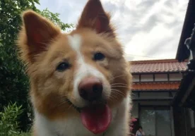 Буюк Британиянинг Порцмунт университети олимлари итларнинг