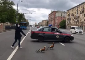 Москвада ўрдаклар йўл ости йўлагидан ўтишни истамагани