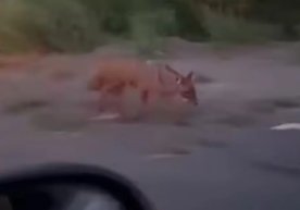 Хоразм вилоятининг Урганч туманида ёввойи ҳайвон —