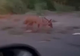 Reports of wild animals — jackals — appearing in the