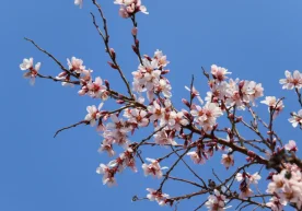 Ўзгидромет 15–22 март кунлари учун об-ҳаво прогнозини