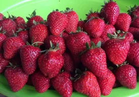 Айтишларича, қулупнай сотиб олишга ҳали эрта экан: ҳам