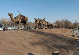 Toshkentda tuyalar karvoni ko‘rinishidagi sayyohlik ob’ekti paydo bo‘ldi фото