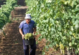 O‘zbekistonda intensiv bog‘, tokzor va issiqxonalar
