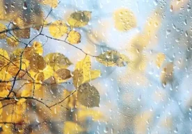 “Ўзгидромет” 5 декабрь учун об-ҳаво прогнозини эълон