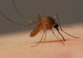 Deep Look порталида чивинлар қонни сўраётган жараённи аниқ