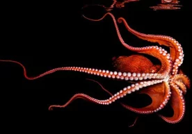 Авваллари бундай турдаги улкан саккиоёқлар мавжуд эмас дея