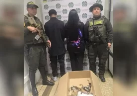 Колумбияда ҳайратланарли ҳодиса: ички кийим орасида яширилган 6 та маймун тутиб олинди фото