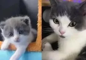 Хитойда уй ҳайвонларини клонлаштиришга бўлган қизиқиш