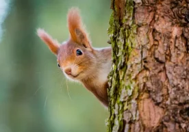 Foto: Shutterstock Xitoy politsiyasi giyohvand moddalarni