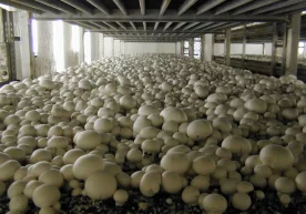Фото: agro-olam.uz "2024 йилда Тошкент вилоятининг