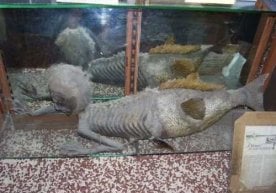 Fidji orolidan "suv parisi" topildi... фото