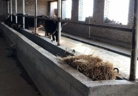 Наманган вилоятида фарзандлари таъминоти учун алимент