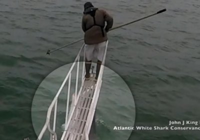 Биолог акулага емиш бўлишига бир баҳя қолди (видео) фото
