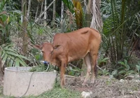 Фото: Daily Mail Таиландда калласидан тўрт марта ўқ еган