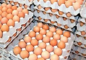 Қозоғистон Республикаси Қишлоқ хўжалиги вазирлиги