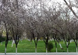 O‘zbekistonda aprel oyi odatdagidek barqaror emas — bu yil