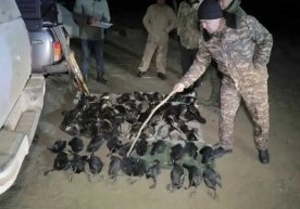 Бухоро вилоятида ҳуқуқ-тартибот идоралари ёввойи қушларни