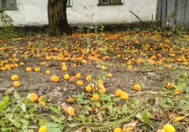 Yerga to‘kilgan o‘rik... qimmat turshak Hovlida yashayman.