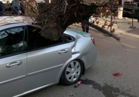 Toshkentda ekologiya qo‘mitasi kesishga ruxsat bermagan chirigan daraxt Gentra ustiga quladi (foto, video) фото