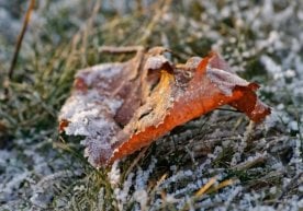 Ўзгидромет 3 декабрь куни учун об-ҳаво прогнозини эълон